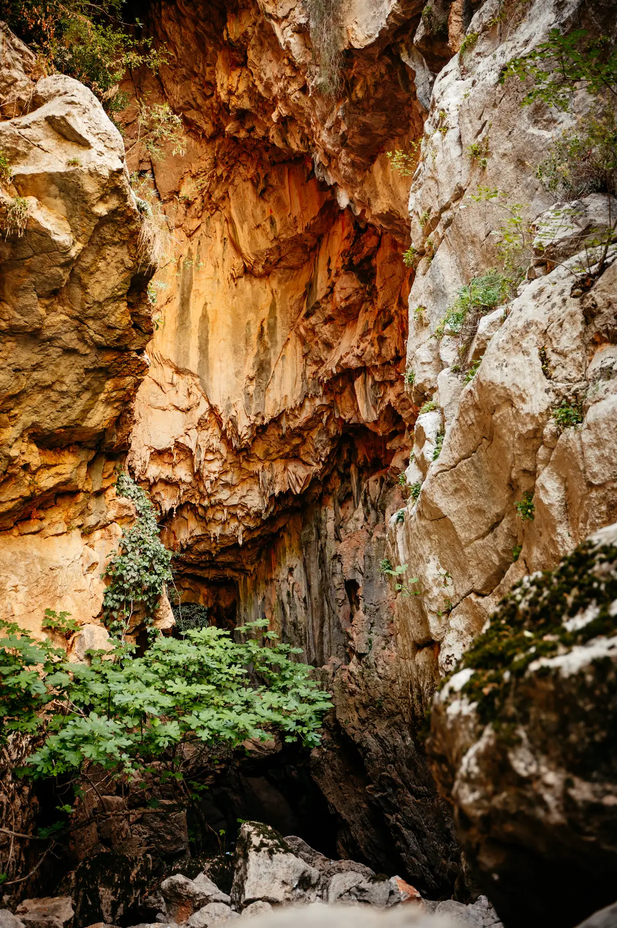 A canyon with orange rock walls and plants